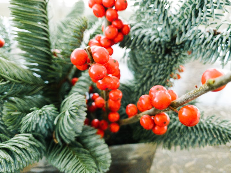 christmas, plants, decor