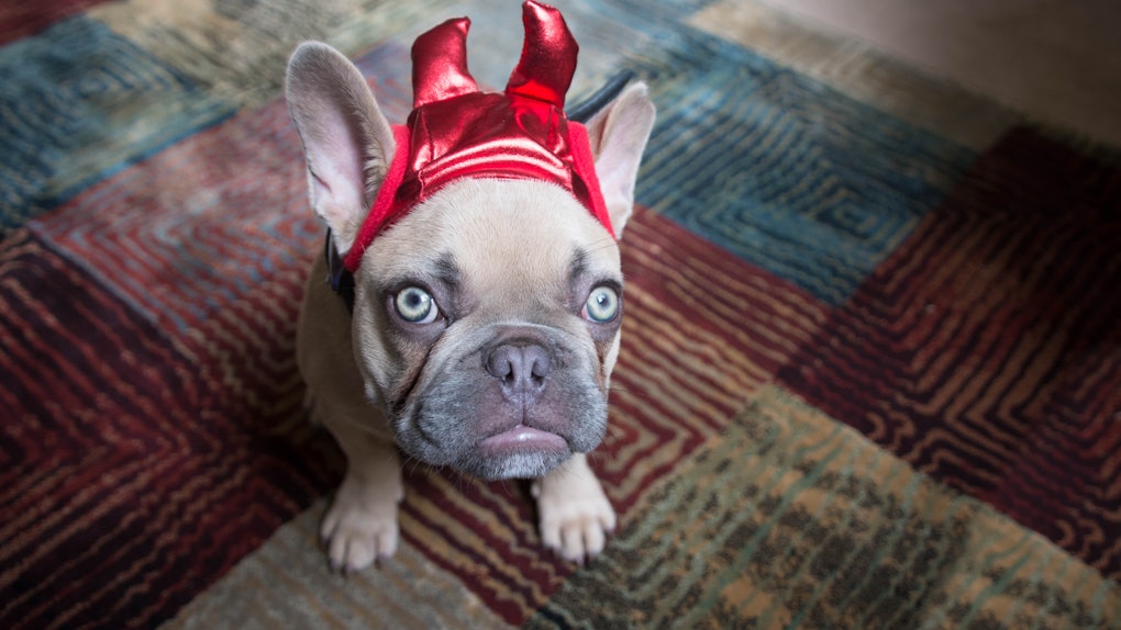 32 Instagram Captions For Dogs That Were Made For Your Fur Baby S Halloween Costume