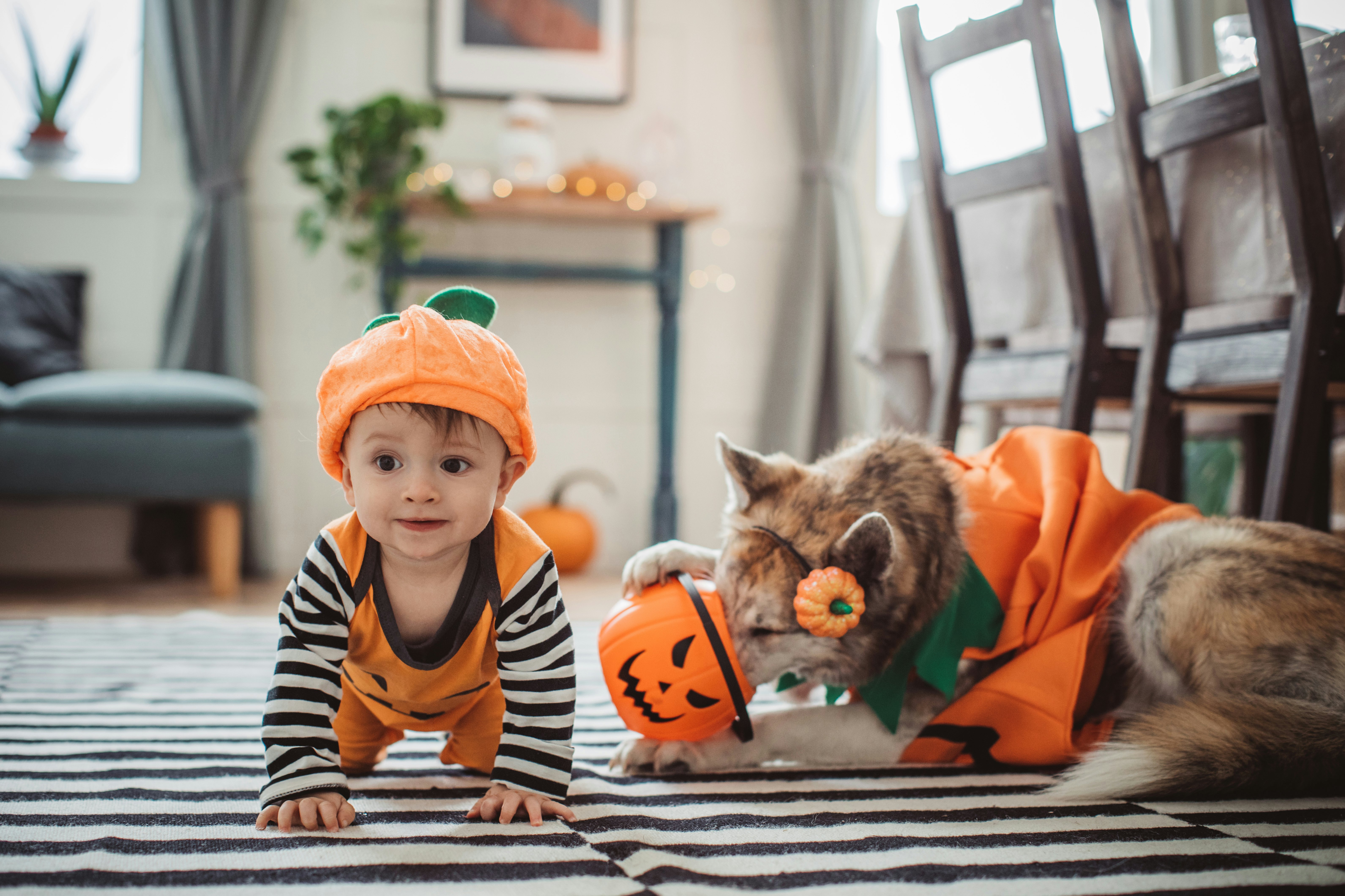 Halloween Costumes For Dogs & Babies That Just Couldn't Be Cuter for 2023