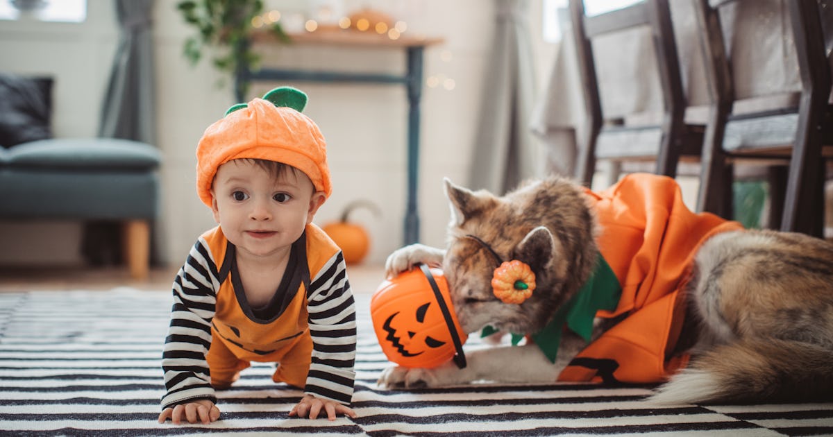44 Halloween Costumes For Dogs Babies That Just Couldn T Be Cuter 44 Halloween Costumes For Dogs Babies That Just Couldn T Be Cuter