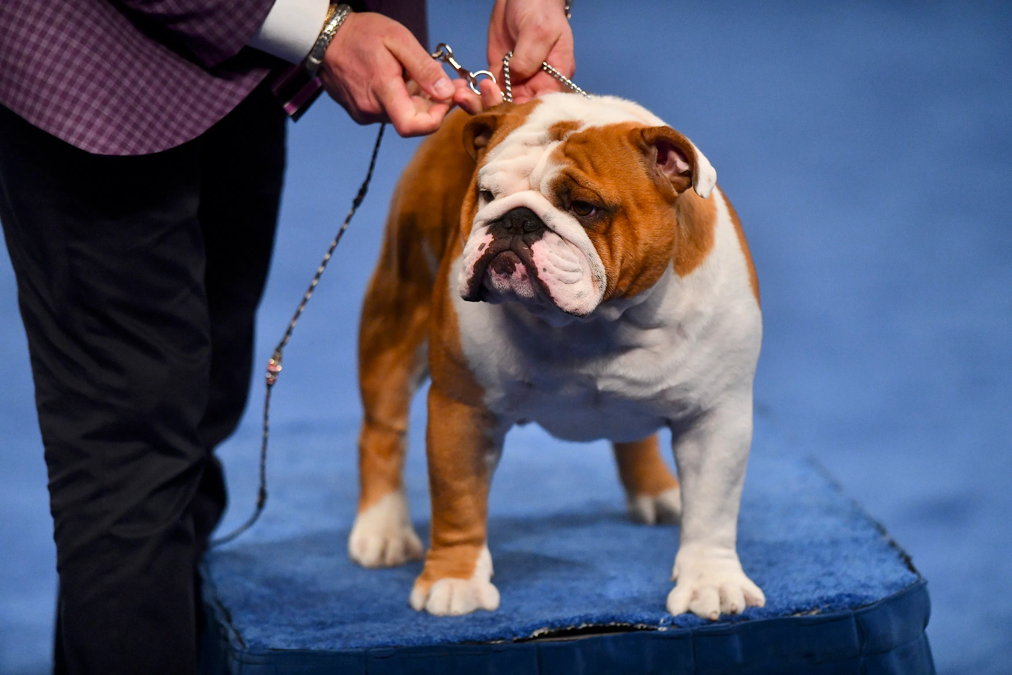 How To Watch The 2020 National Dog Show On Thanksgiving