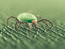 A closeup of a green tick