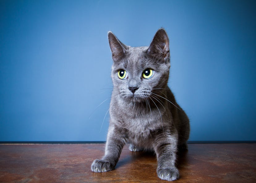 A Chartreux kitten looking off to the side