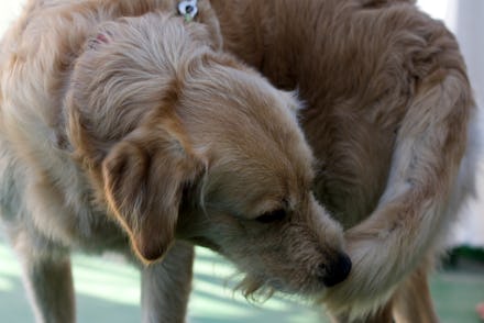 A Golden Retriever biting it's tail