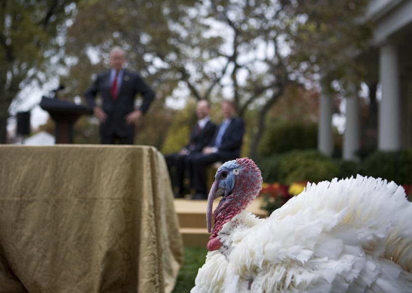 Presidential turkey pardon