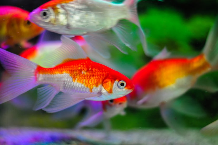 Dreams about fish can predict pregnancy.