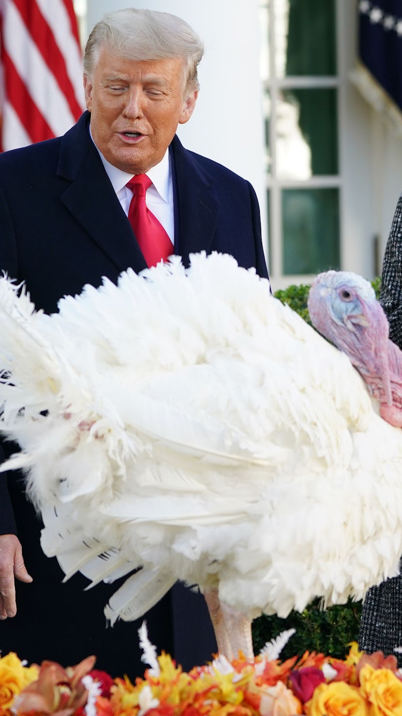 President Trump's 2020 turkey pardon