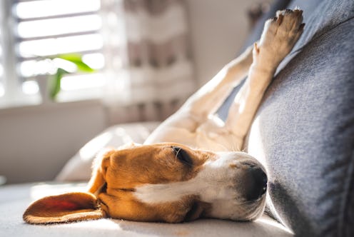 dog, pet, cute, animal