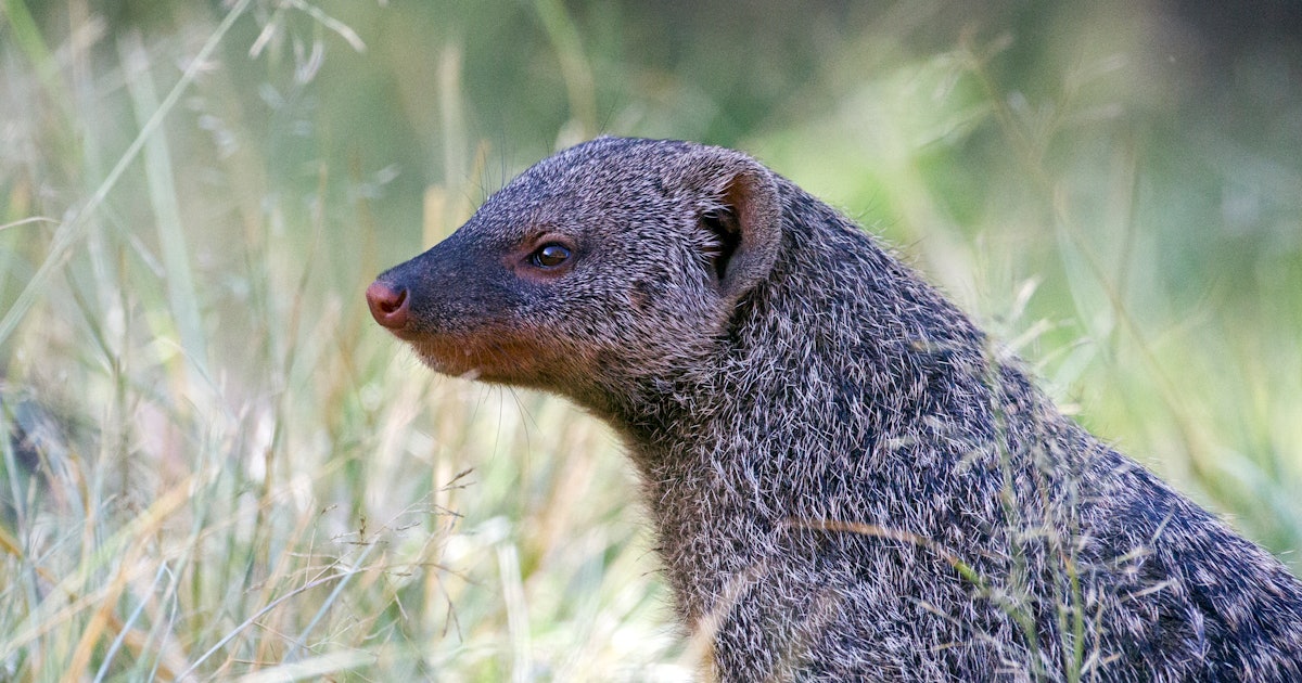 Mongooses and humans share some aggressive leadership tactics