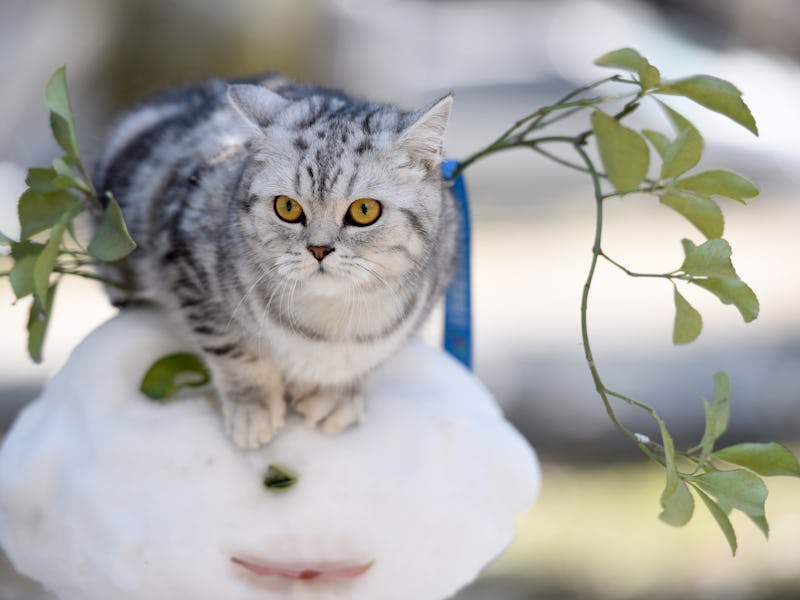cat sitting outside on snow