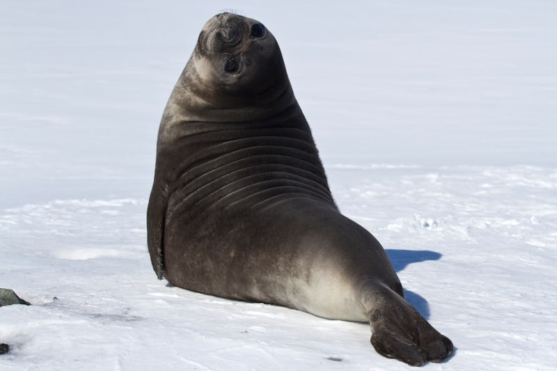 A cute seal sitting on the snow and looking at the camera 