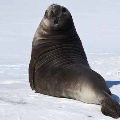 A cute seal sitting on the snow and looking at the camera 