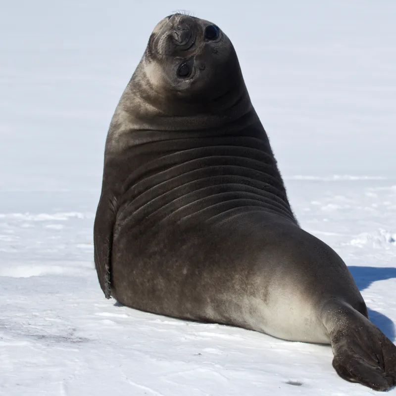 A cute seal sitting on the snow and looking at the camera