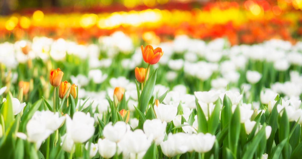 16 May Day Quotes That Celebrate Spring