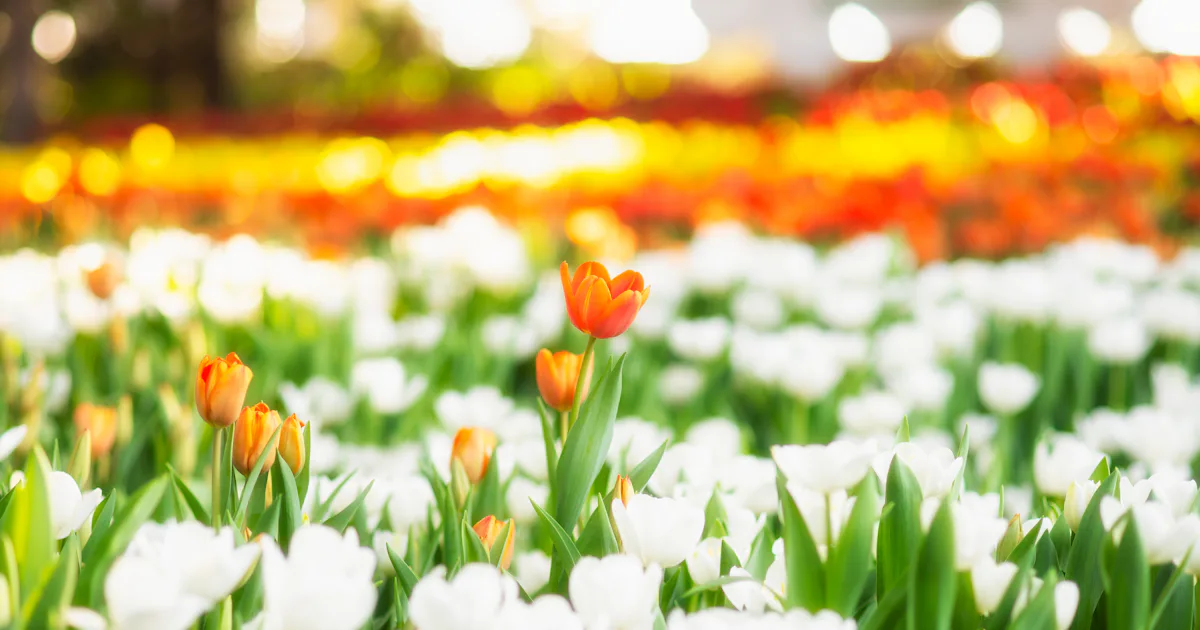 May Spring Things 16 May Day Quotes That Celebrate Spring