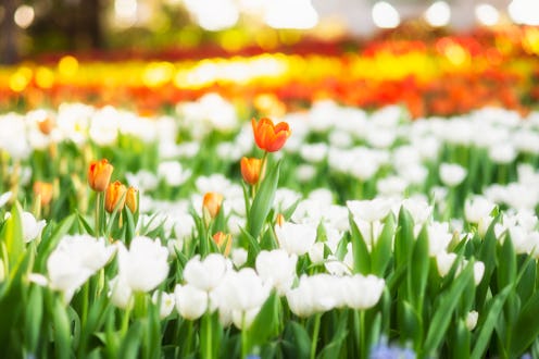 flowers, field, nature