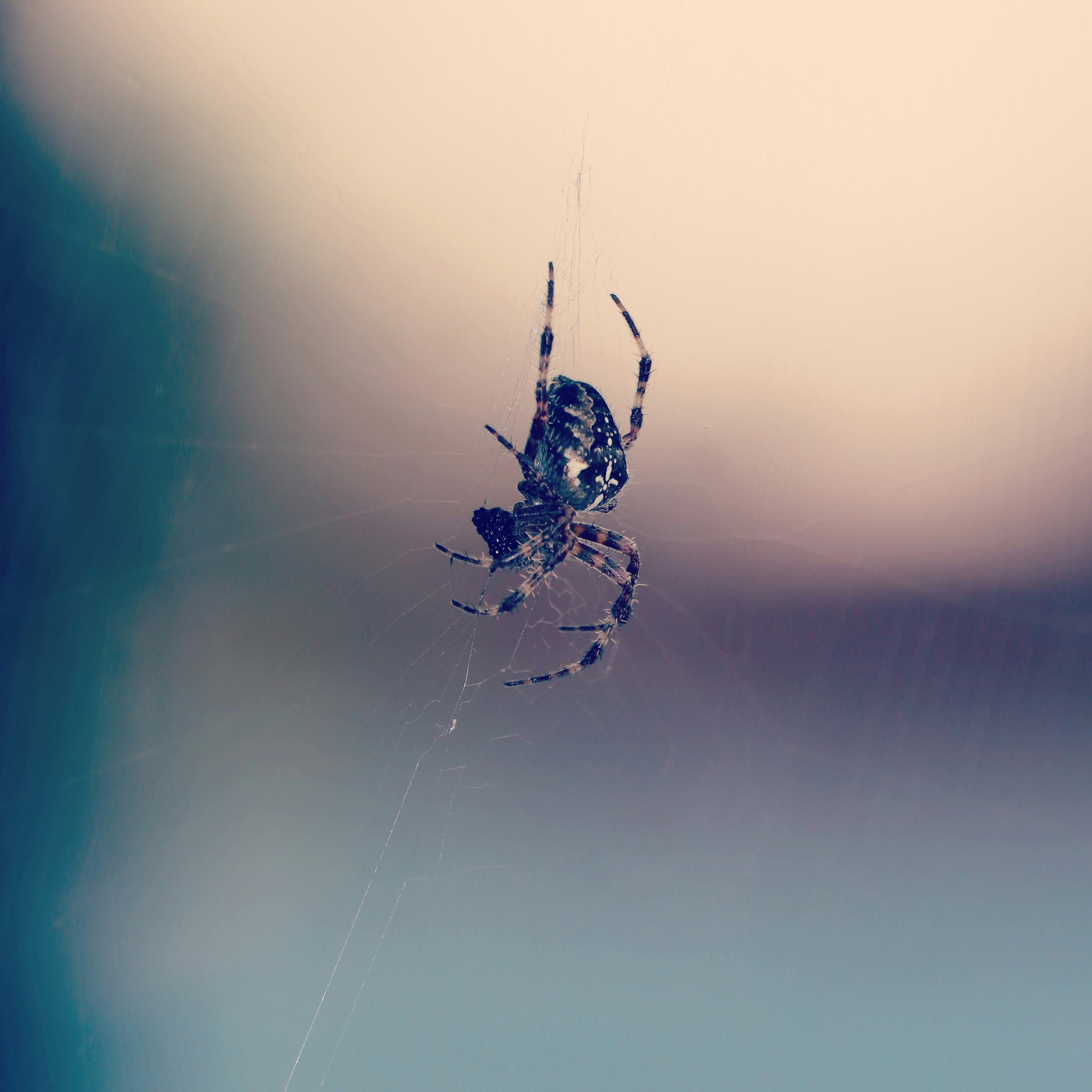 Space spiders build webs in an unusual way