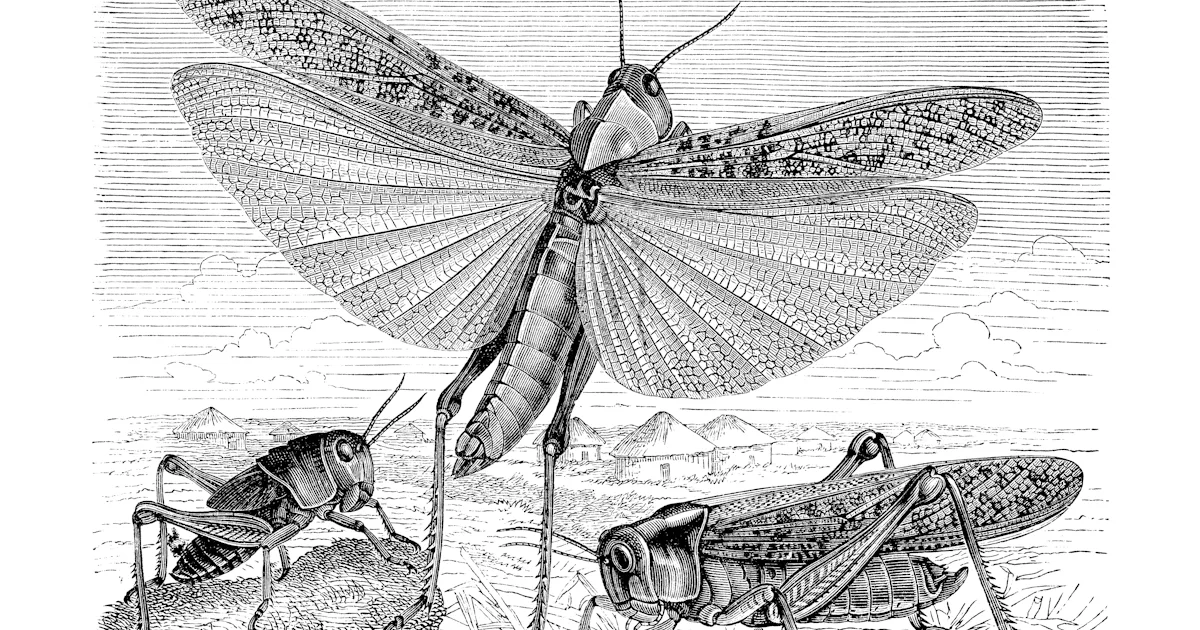 First Wing Insects The mystery of how insects developed wings has finally been solved