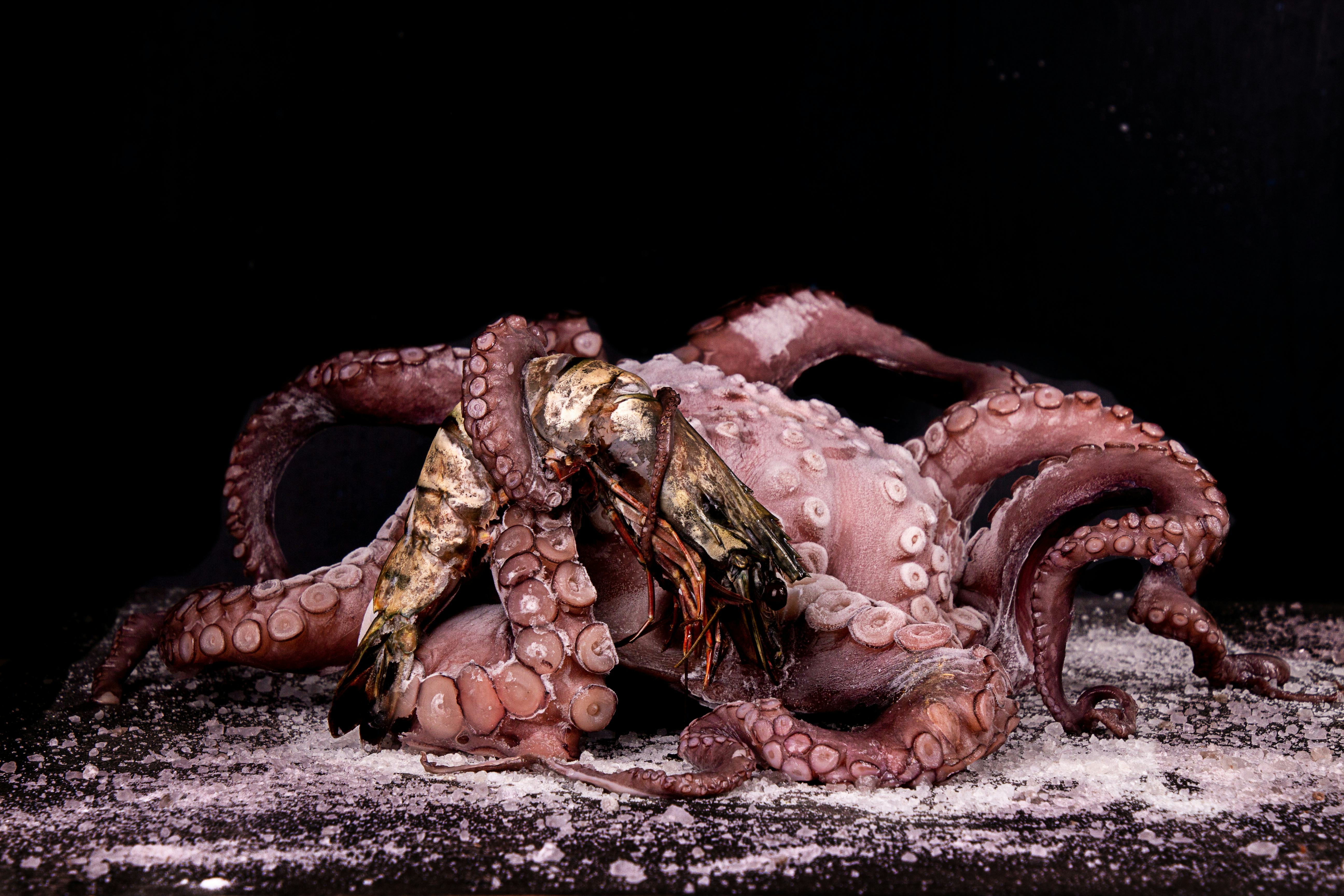 5 animals that can regrow limbs