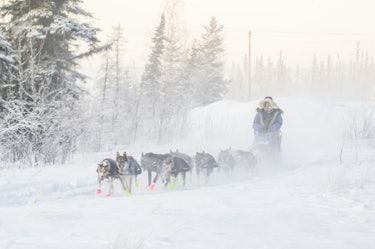 how sled dogs help humans