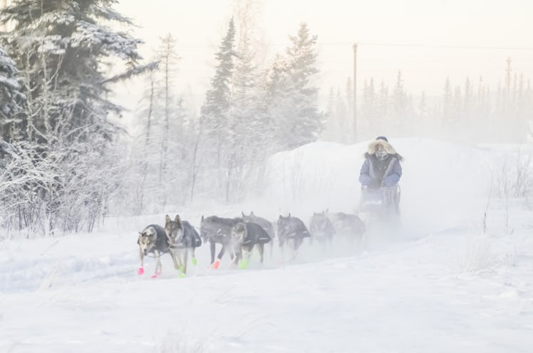 sled dogs pulling a sled in snow