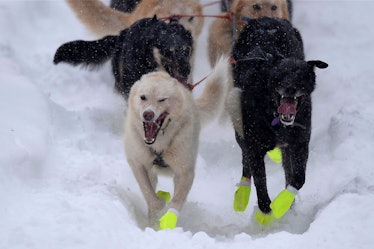 dogs competing in the iditarod