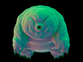 tardigrade image