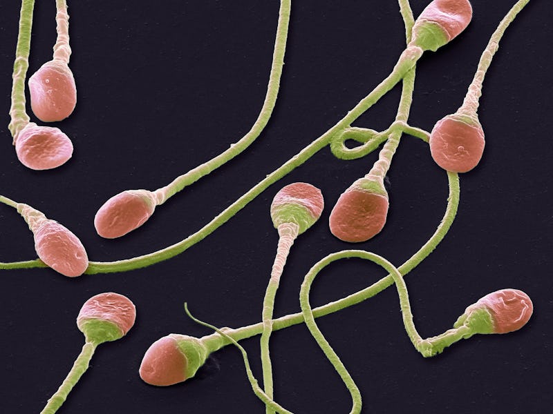 A microscopic image of the oldest sperm in the world