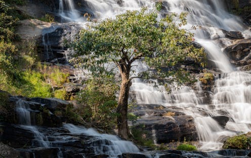 nature, tree, waterfall