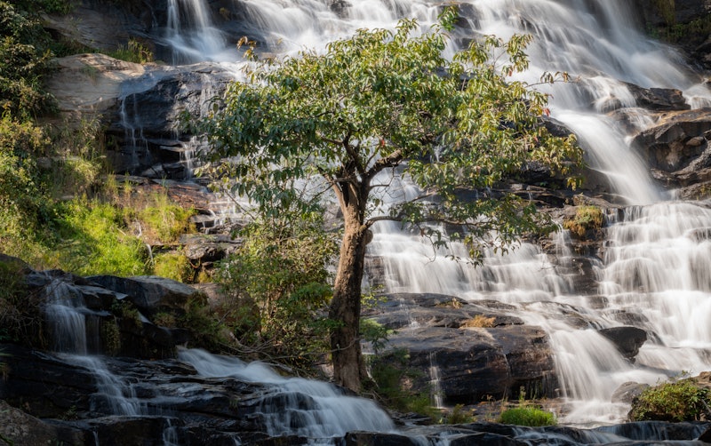 nature, tree, waterfall 