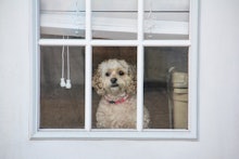 A small dog looking through a window and experiencing separation anxiety