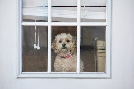 A small dog looking through a window and experiencing separation anxiety