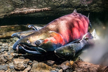 An adult coho salmon is seen in water. Its skin is a combination of deep orange, rich pink, dark blu...