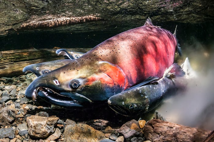 An adult coho salmon is seen in water. Its skin is a combination of deep orange, rich pink, dark blu...