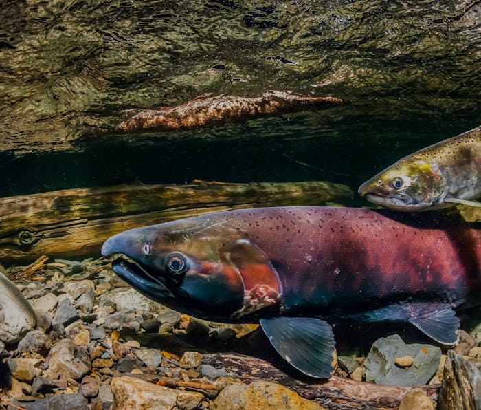 A pair of coho salmon can be seen at the bed of a river.