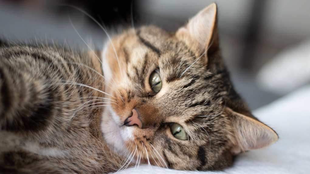 Download The 7 Best Cat Face Filters On Snapchat To Channel Your ...