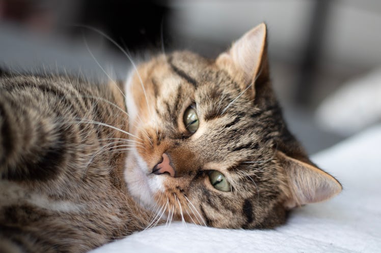 The 7 best cat face filters on Snapchat to try with your kitty.