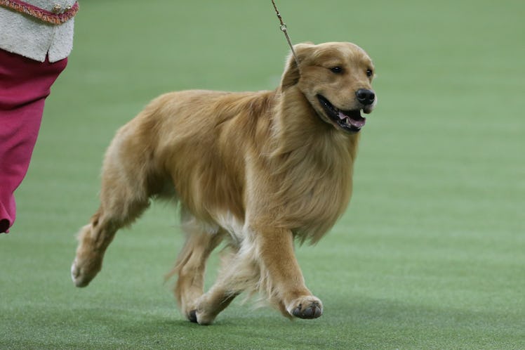 The tweets about Daniel the Golden Retriever at The Westminster Dog Show are supportive AF.