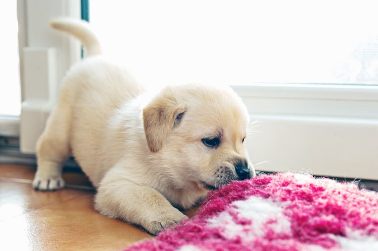 These National Love Your Pet Day 2020 photos celebrate cats and dogs.