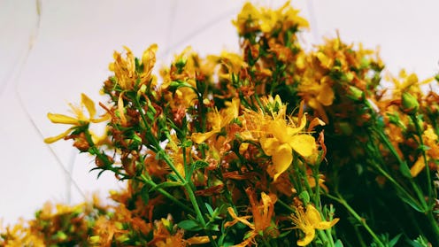 St John's wort in a bunch. This herbal remedy has been used to help depression symptoms, but doctors...
