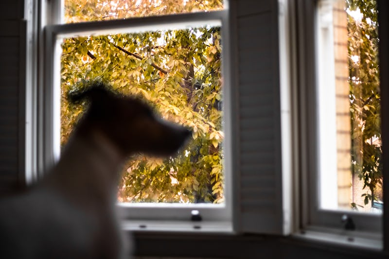 Is Smile Dog Real Here S The Truth About The Classic Creepypasta Its Terrifying Image File