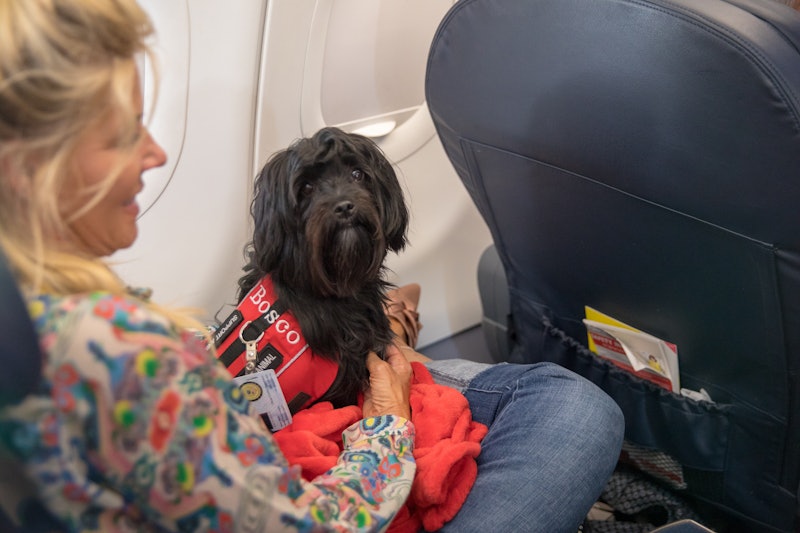 Emotional support animals aren't currently legally recognised in the UK