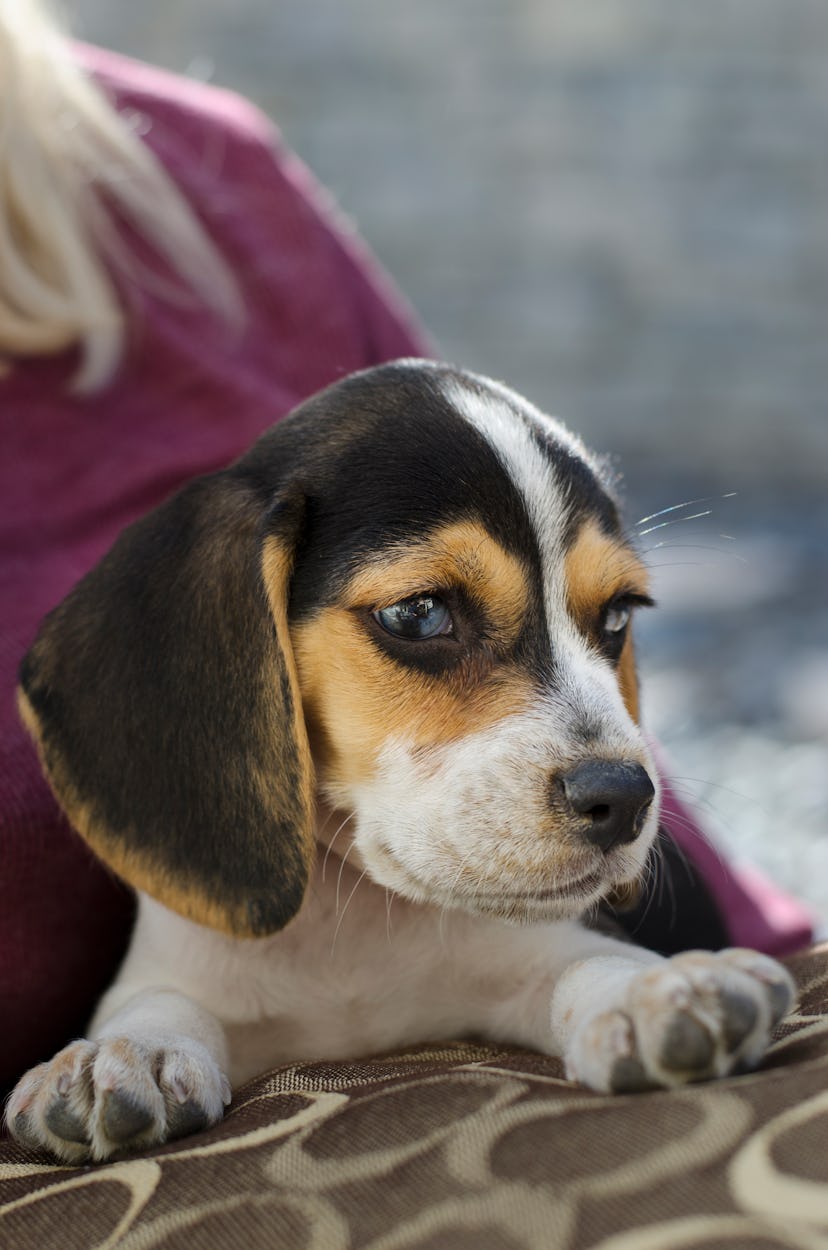 Beagles can be gentle dogs that are great for families.