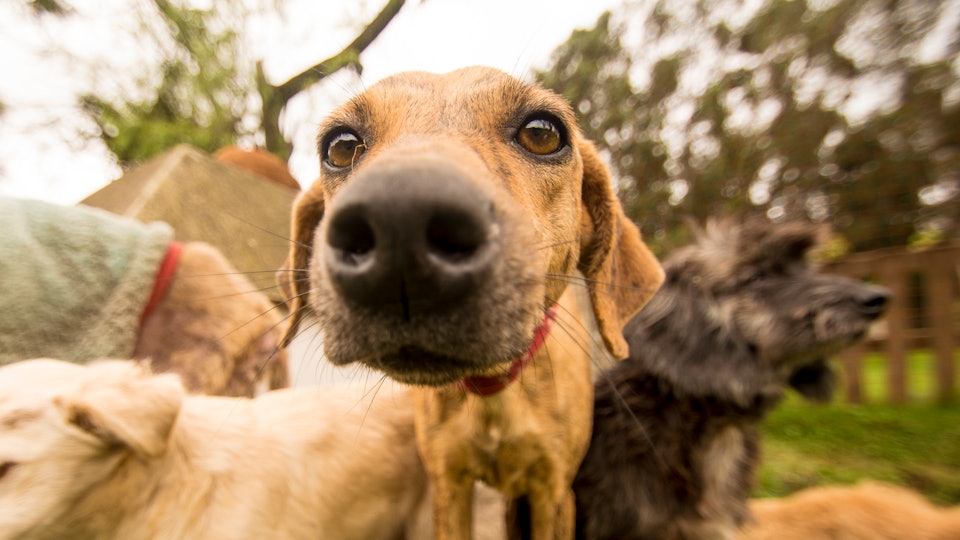 What Are The Gentlest Breeds Of Rescue Dogs?