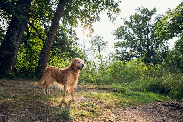 Sweet and affectionate, golden retrievers can make great family dogs. 