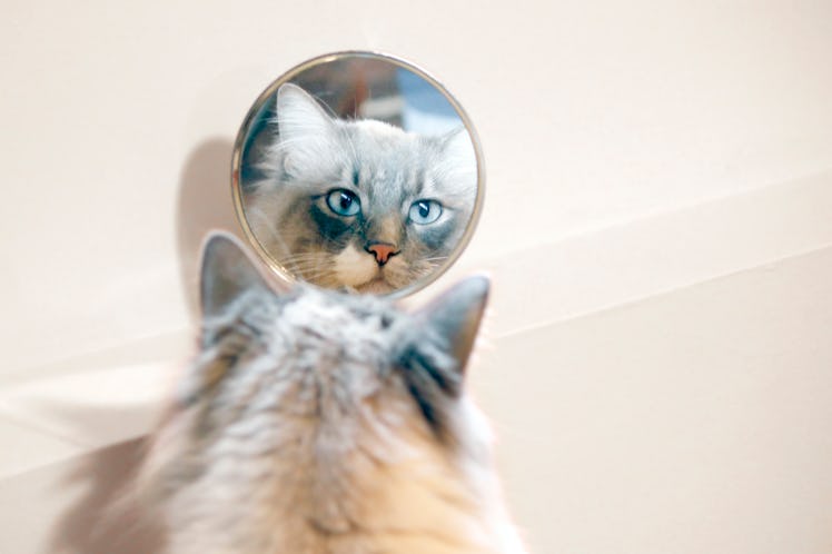 These tweets about Roscoe the cat's mirror pic feature hilarious cat owner responses.