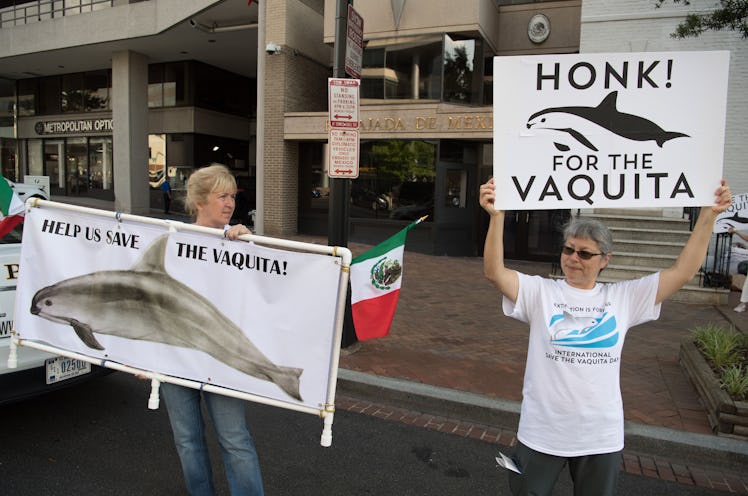 protestors hold signs saying "help us save the vaquita" and "honk for the vaquita"
