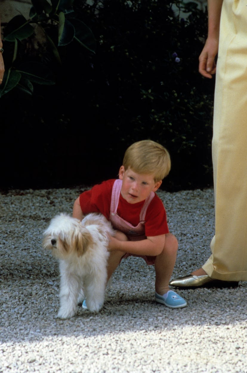 Prince Harry plays with a dog
