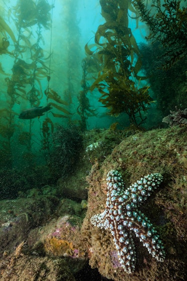 starfish on rock in underwater kelp forest 