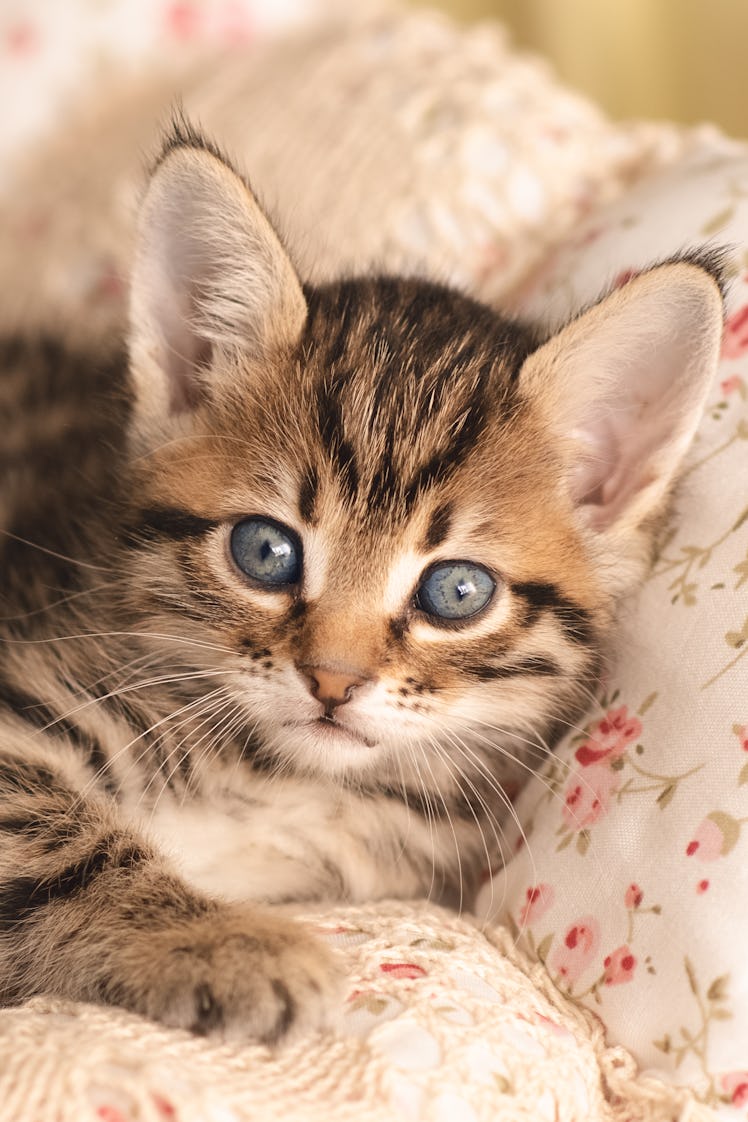 These Photos Of #QuarantineCats will help you beat the self-isolation blues.